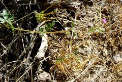 Erodium laciniatum