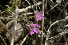 Erodium laciniatum