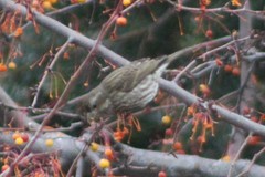 Haemorhous purpureus californicus