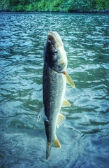 Ptychocheilus umpquae