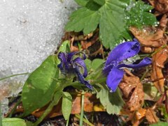 Gentianopsis barbellata