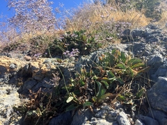 Limonium hirsuticalyx