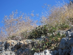 Limonium hirsuticalyx