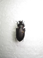 Carabus arvensis