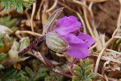 Erodium laciniatum