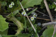 Draba praecox