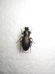 Carabus stscheglowi