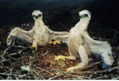 Geranoaetus albicaudatus