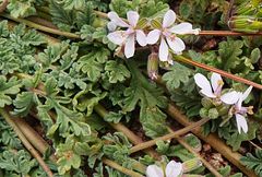 Erodium laciniatum