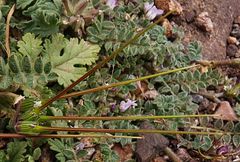 Erodium laciniatum
