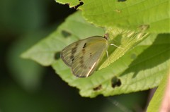 Colotis calais calais