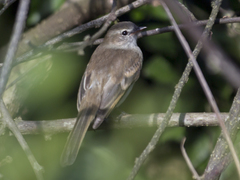 Nesotriccus incomtus