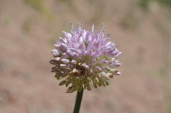 Allium carolinianum