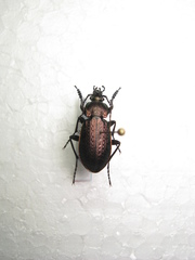 Carabus arvensis