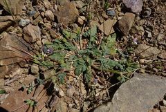 Erodium laciniatum