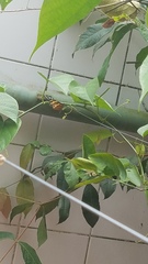 Heliconius numata