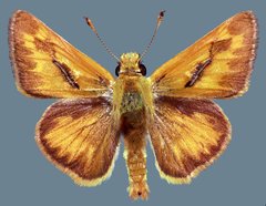 Ochlodes sylvanoides omnigena