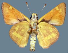 Ochlodes sylvanoides omnigena