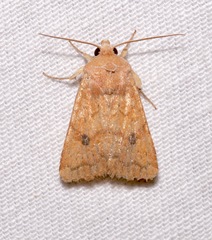 Protorthodes mulina