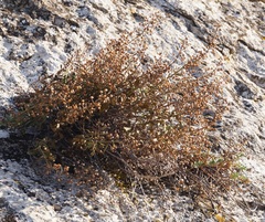 Scrophularia rupestris