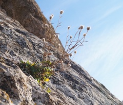 Centaurea sarandinakiae