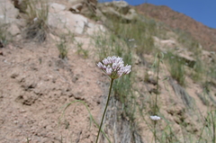 Allium oreoprasum