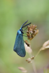 Jordanita globulariae