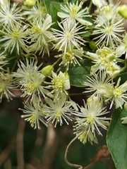 Image of Clematis polygama