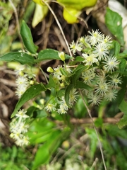 Clematis polygama