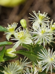 Clematis polygama
