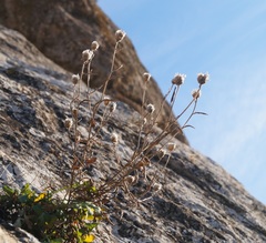 Centaurea sarandinakiae