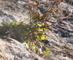Centaurea sarandinakiae