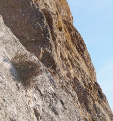 Scrophularia rupestris