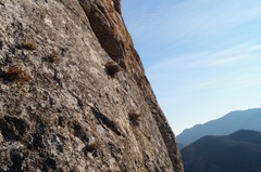 Scrophularia rupestris