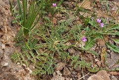 Erodium touchyanum