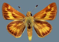 Ochlodes sylvanoides omnigena