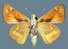 Ochlodes sylvanoides omnigena