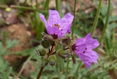 Erodium touchyanum
