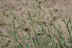 Silene brahuica