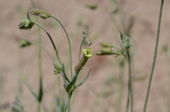 Silene brahuica