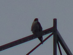 Falco peregrinus