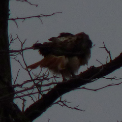 Buteo jamaicensis