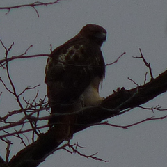 Buteo jamaicensis