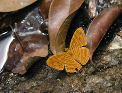 Chersonesia intermedia