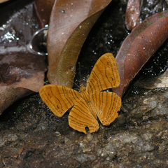 Chersonesia intermedia