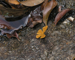 Chersonesia intermedia