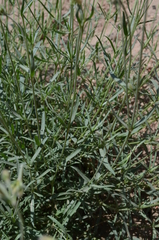 Silene brahuica