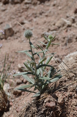 Echinops nanus