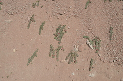 Chesneya ferganensis