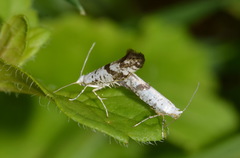 Argyresthia curvella